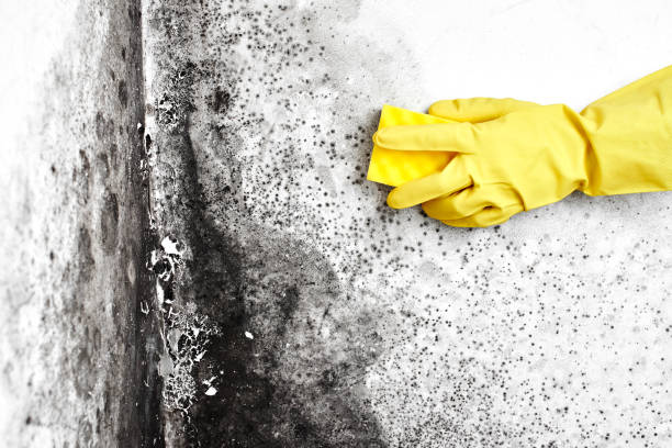 Best Commercial Mold Inspection  in Paris, TX