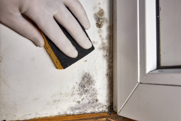 Best Comprehensive Air Testing for Mold Contaminants  in Paris, TX
